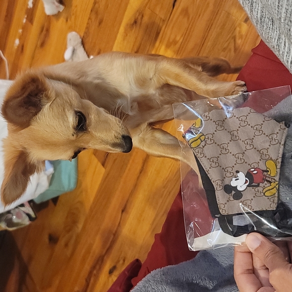 Child's Gucci mask. - Picture 3 of 3